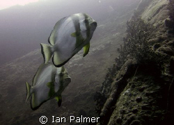 Batfish off the Starboard side of the Thistlegorm. by Ian Palmer 